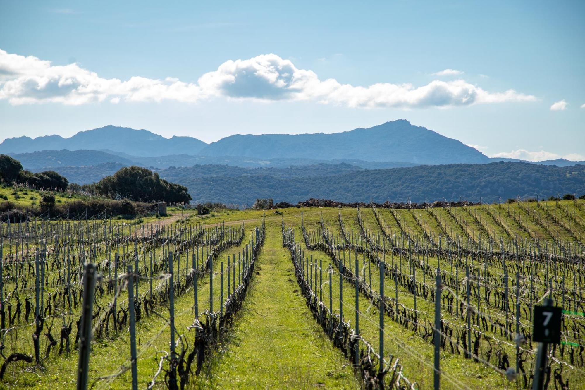 Вілла Cantina&Agriturismo Canu Luogosanto Екстер'єр фото